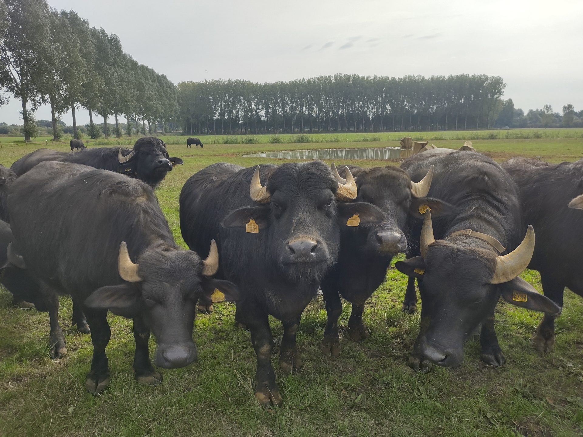 BFFL-brAbAnt-foto-03-buffels